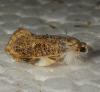 Acrolophinae inconnu